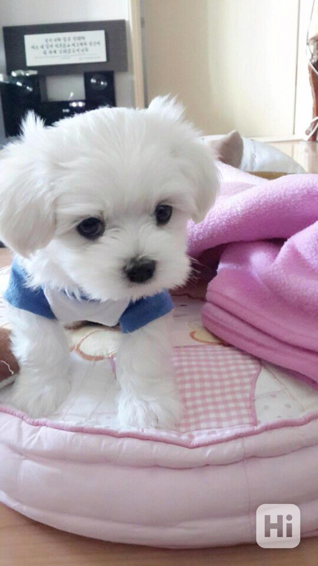  Zdravá štěňátka maltézáka a fenky k adopci zdarma   - foto 1