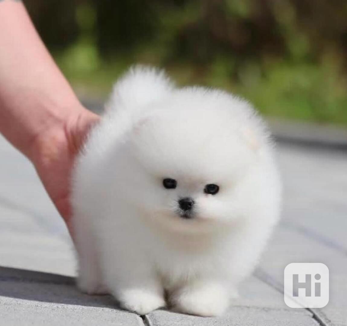 Štěňata pomeranského  (samec a samice) - foto 1