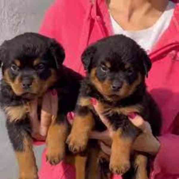 Štěňata rotvajlera k adopci - foto 1
