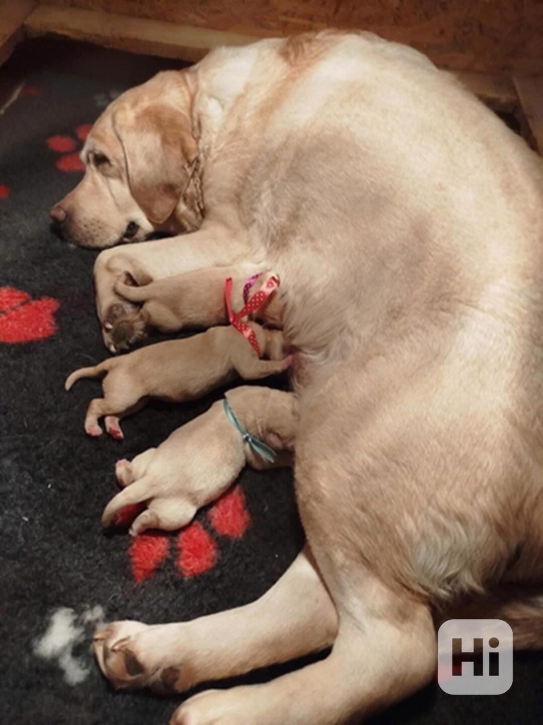 Labradorský retrívr-žlutá štěňátka s PP - foto 1