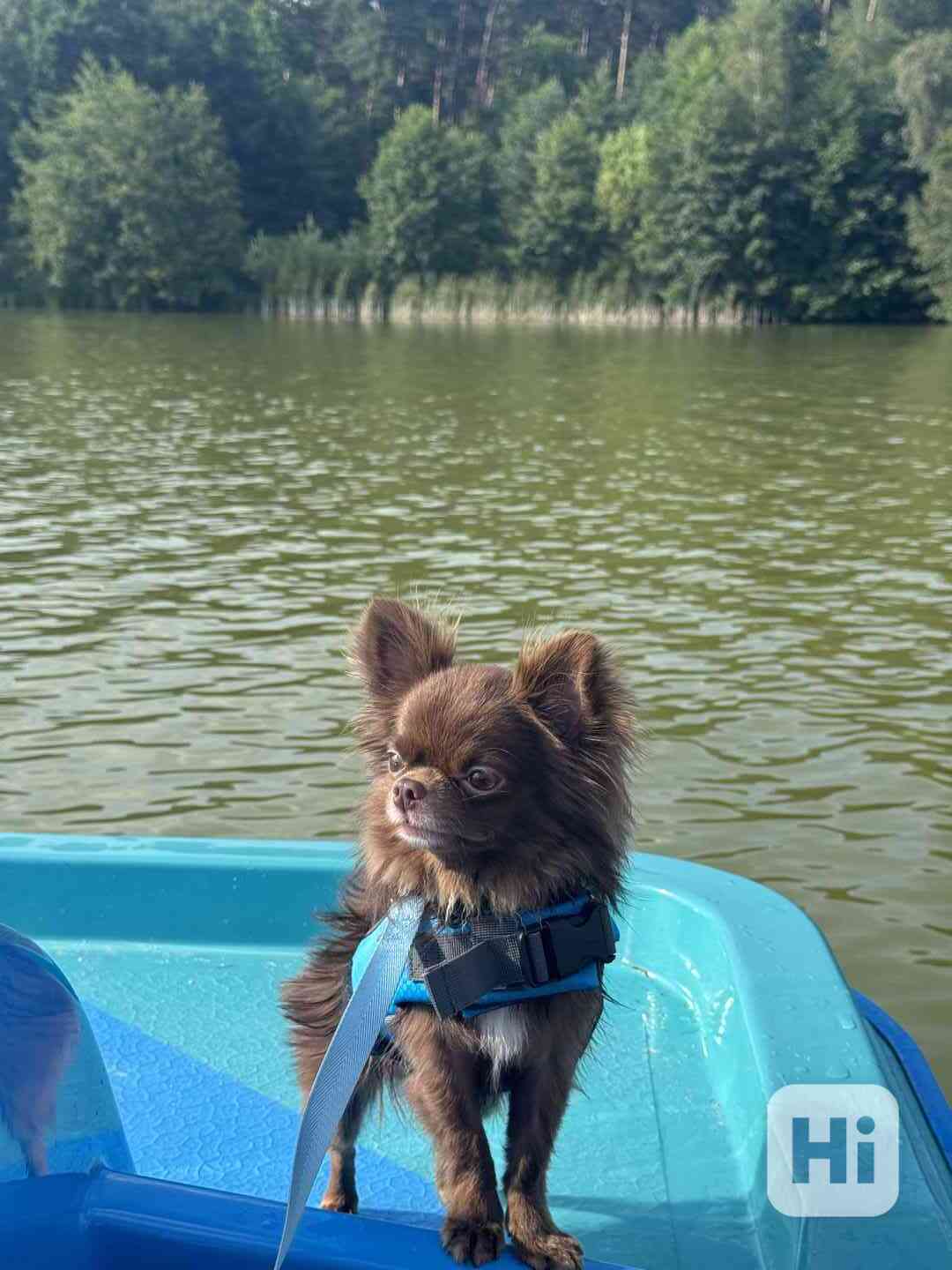 Čivava s PP - foto 1