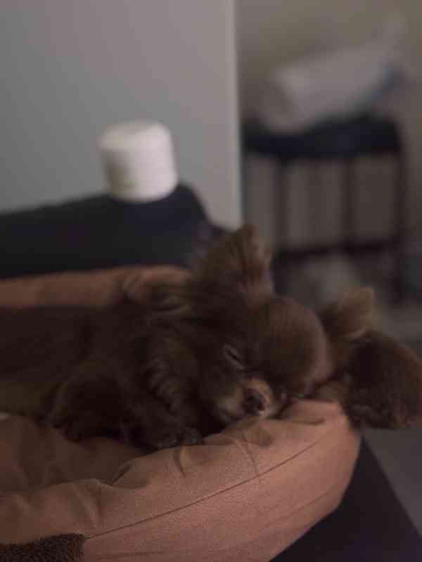 Čivava s PP - foto 4