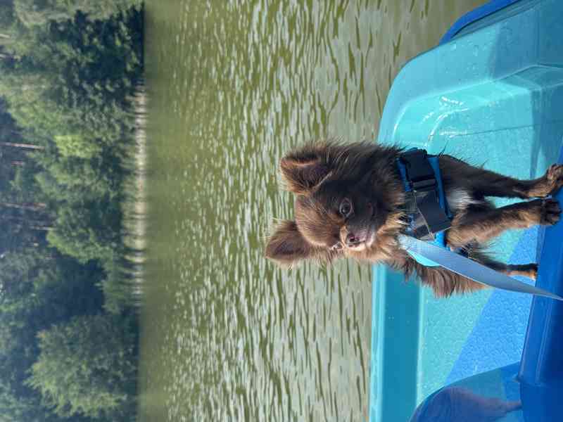 Čivava s PP - foto 1