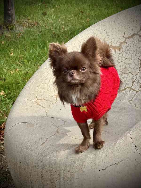 Čivava s PP - foto 2