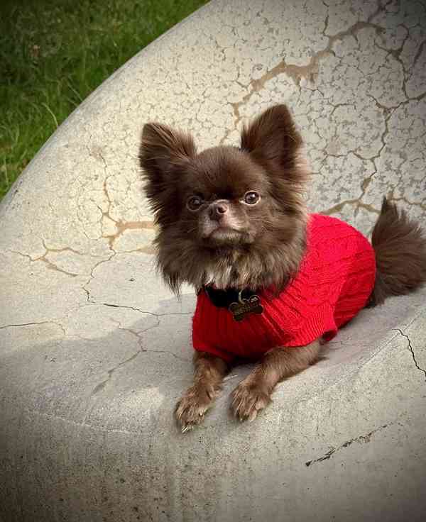 Čivava s PP - foto 3