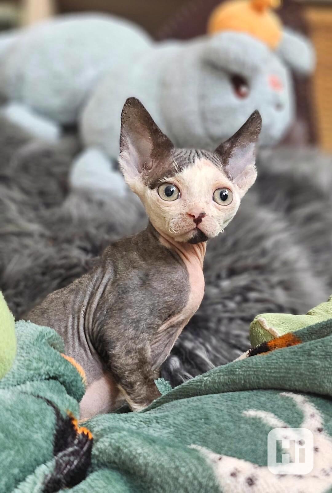 Devon rex kocourek s průkazem původu  - foto 1
