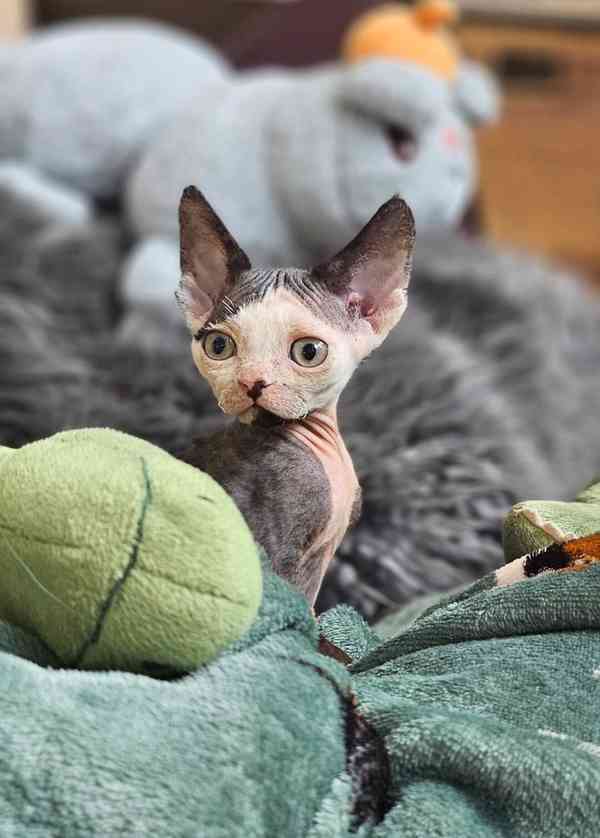 Devon rex kocourek s průkazem původu  - foto 2