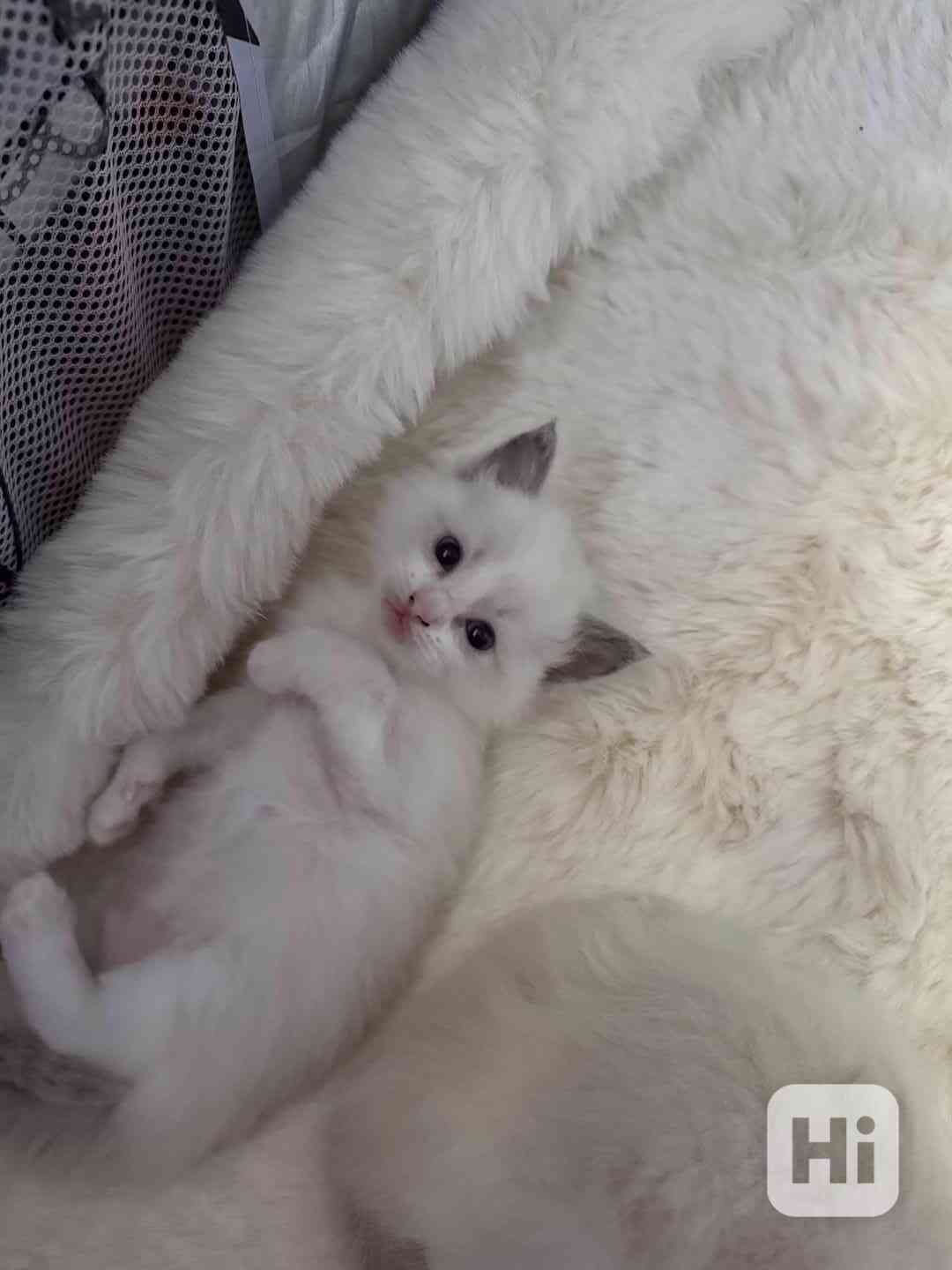 Ragdoll Kocourek  - foto 1