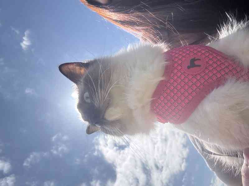 Ragdoll Kocourek  - foto 7