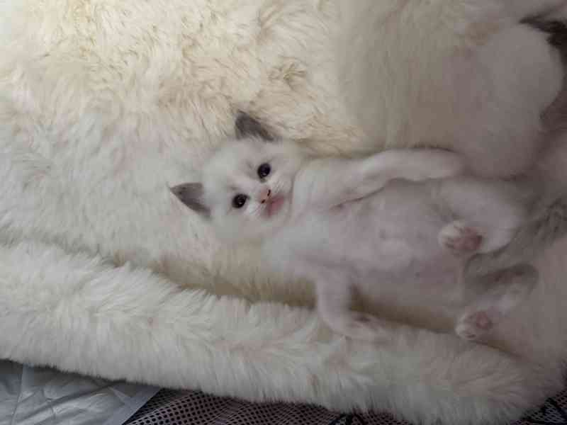 Ragdoll Kocourek  - foto 3