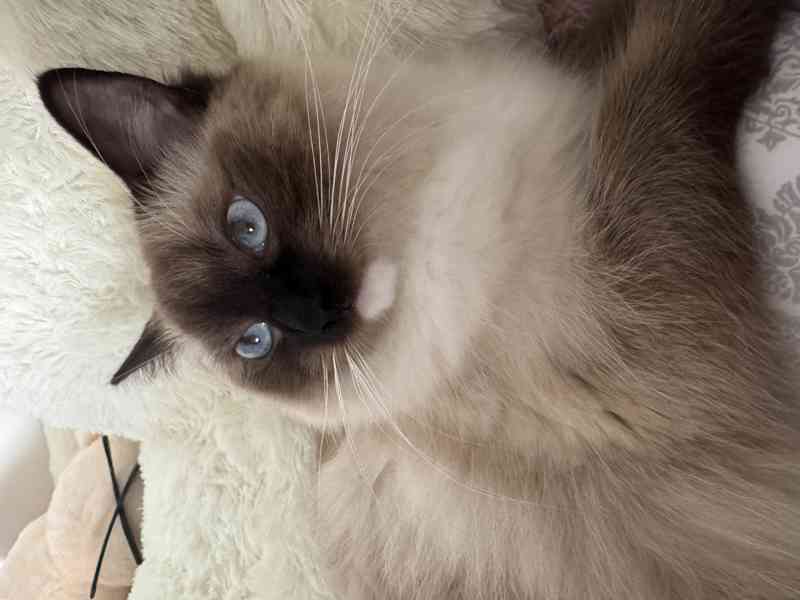 Ragdoll Kocourek  - foto 9