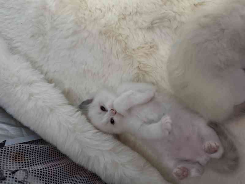 Ragdoll Kocourek  - foto 2