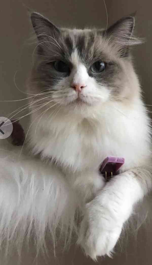 Ragdoll Kocourek  - foto 5