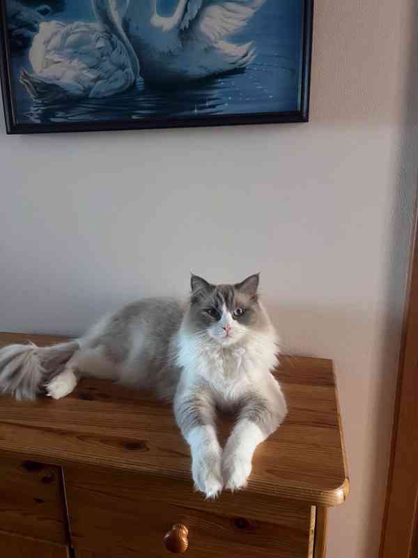 Ragdoll Kocourek  - foto 4