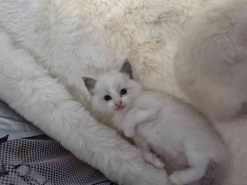 Ragdoll Kocourek 