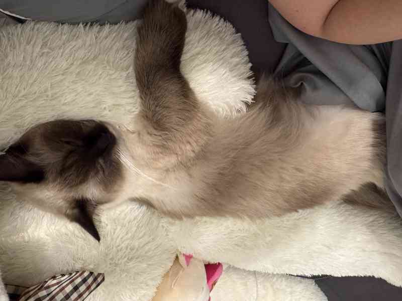 Ragdoll Kocourek  - foto 8