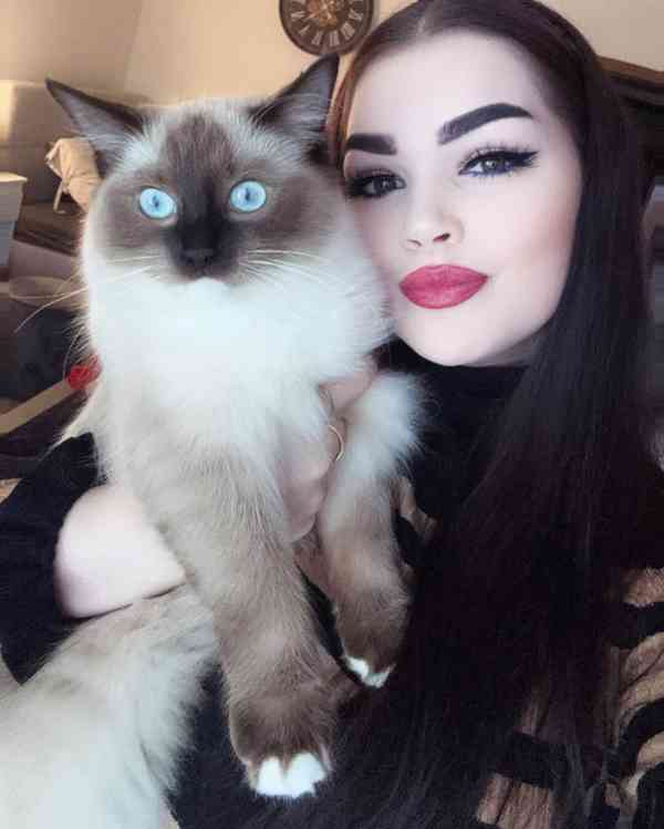 Ragdoll Kocourek  - foto 6