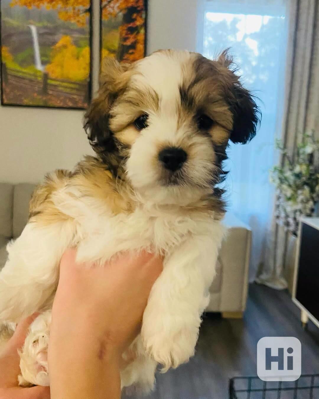  Registrovaná štěňata Yorkshire k novému domovu - foto 1