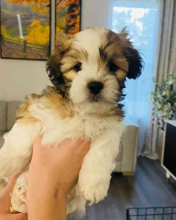  Registrovaná štěňata Yorkshire k novému domovu - foto 1