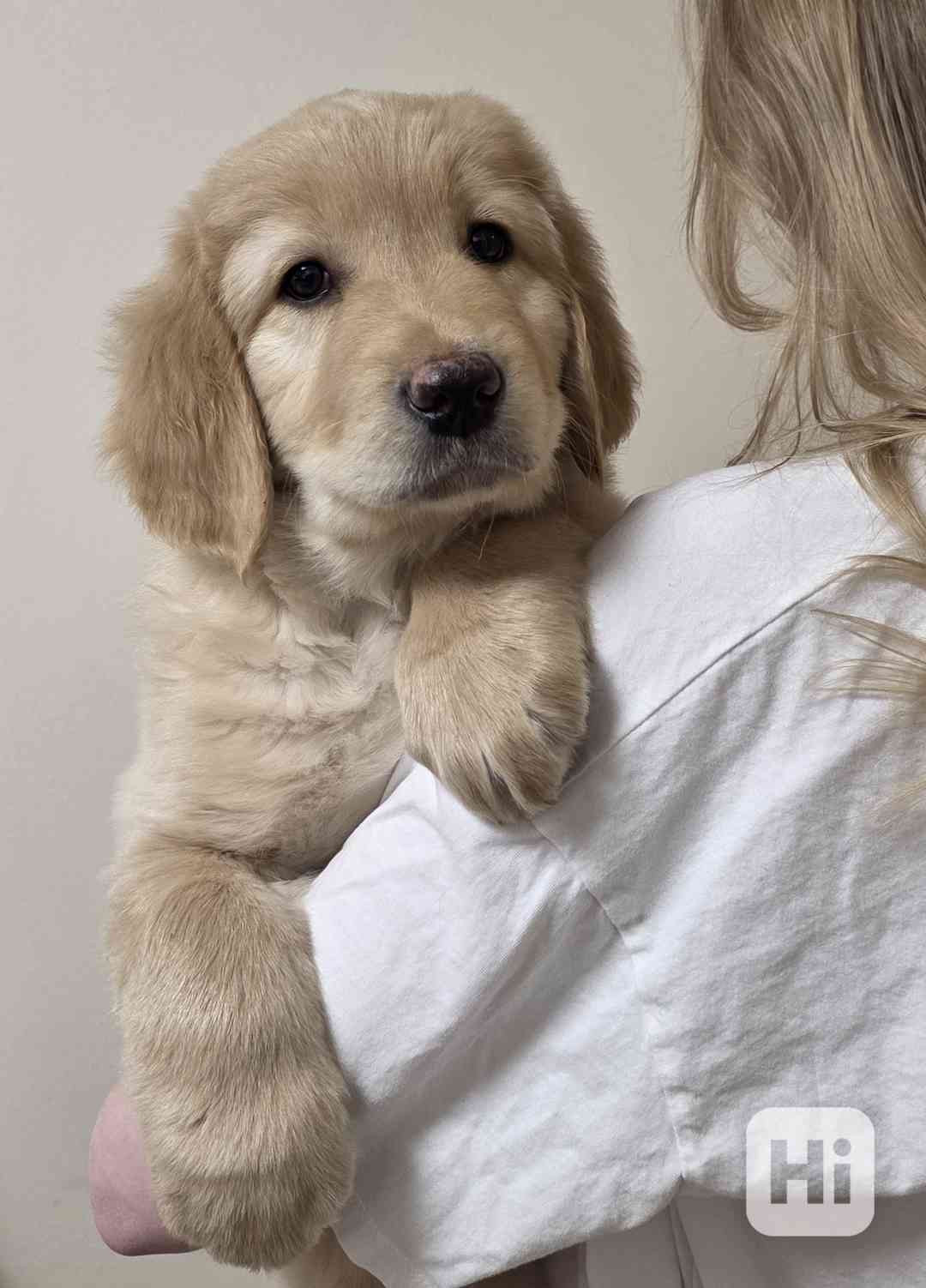 Štěně Hovawart  - foto 1