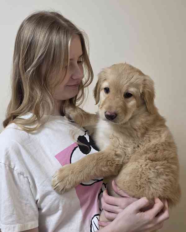 Štěně Hovawart  - foto 8