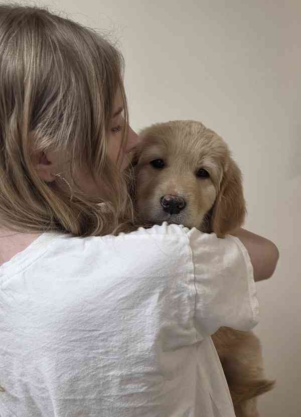 Štěně Hovawart  - foto 6