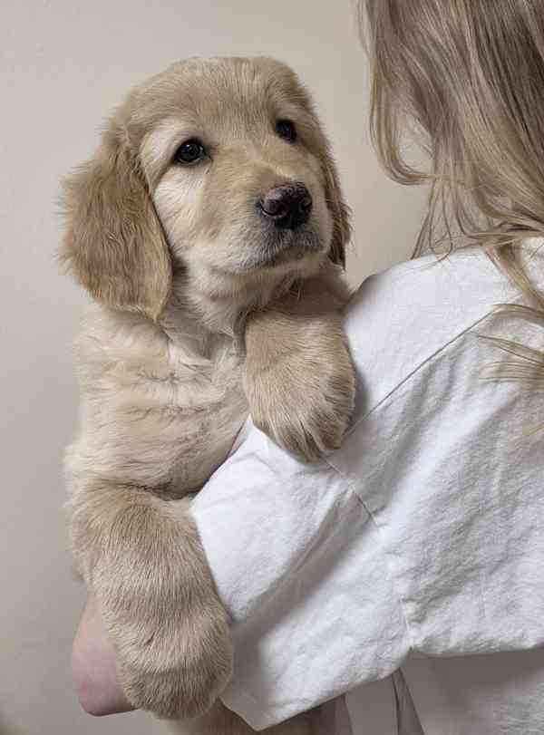 Štěně Hovawart  - foto 2