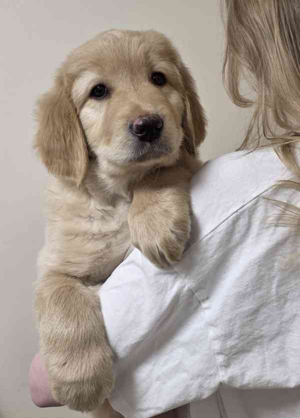 Štěně Hovawart  - foto 1