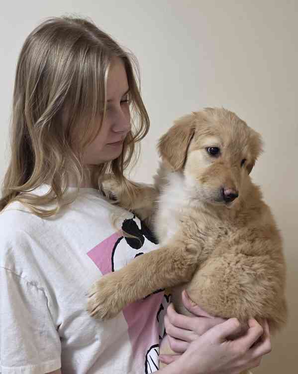 Štěně Hovawart  - foto 4