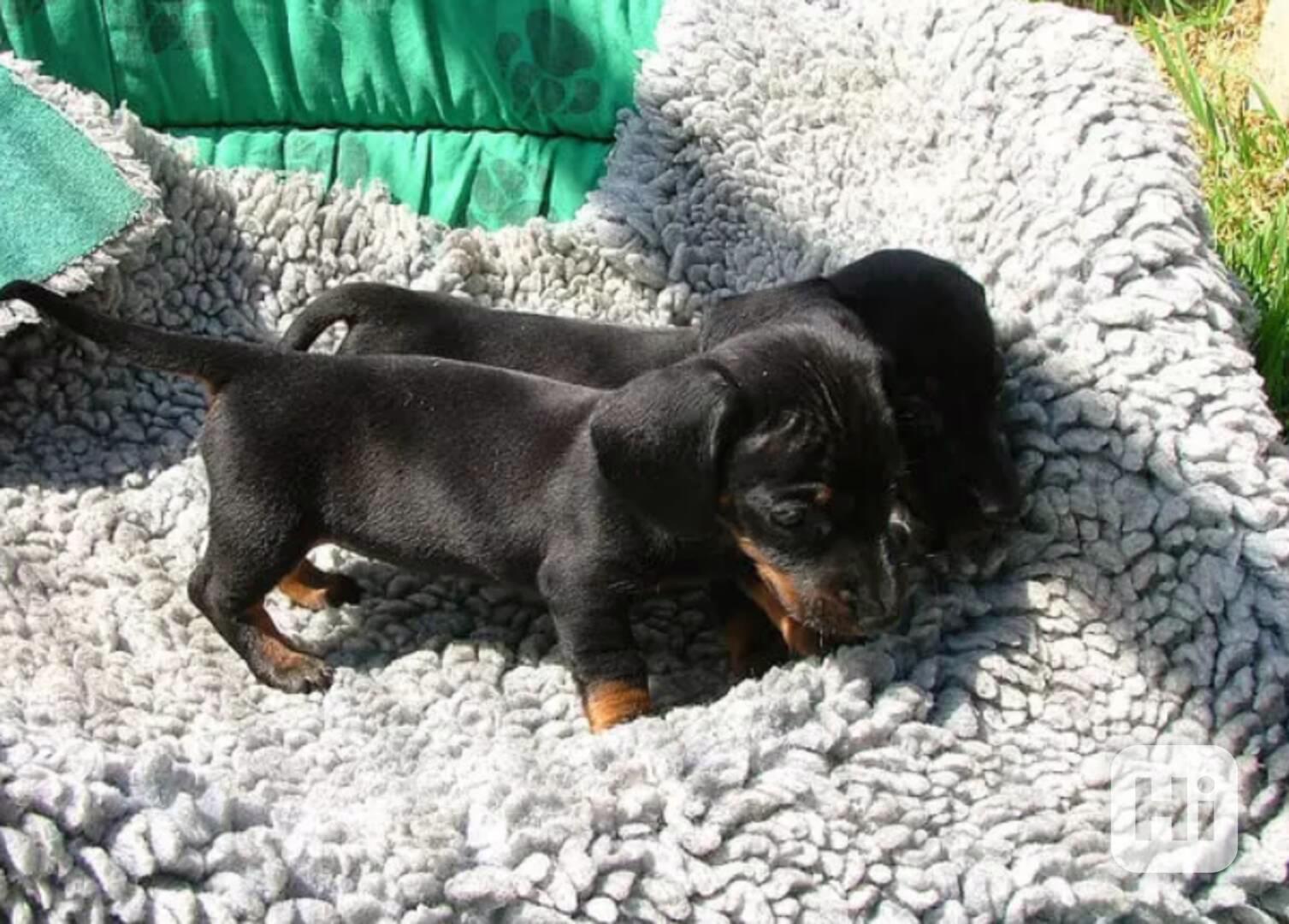 štěňata jezevčíka - foto 1