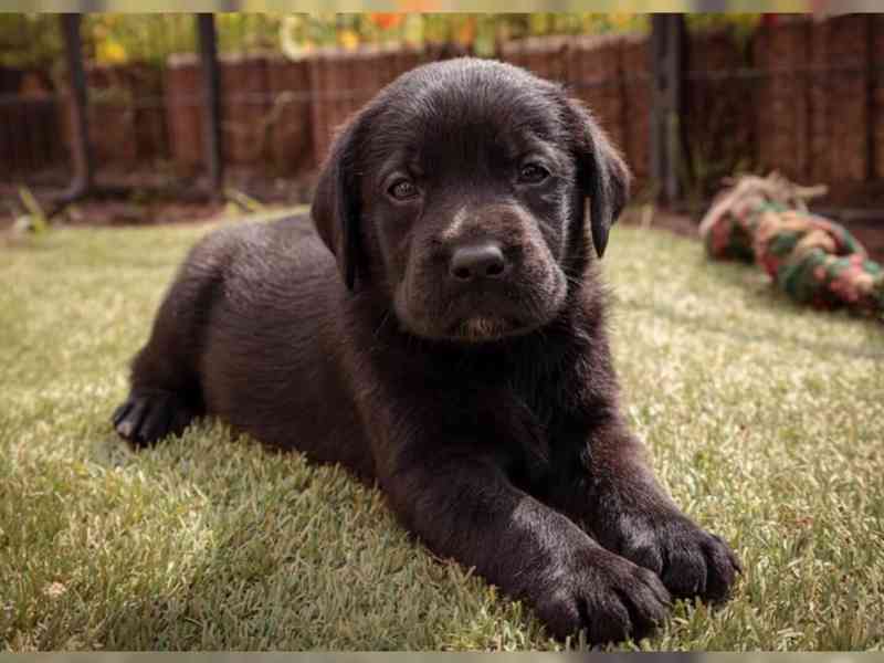 Labradorský retriever štěně FCI (Labrador retrívr) - foto 3