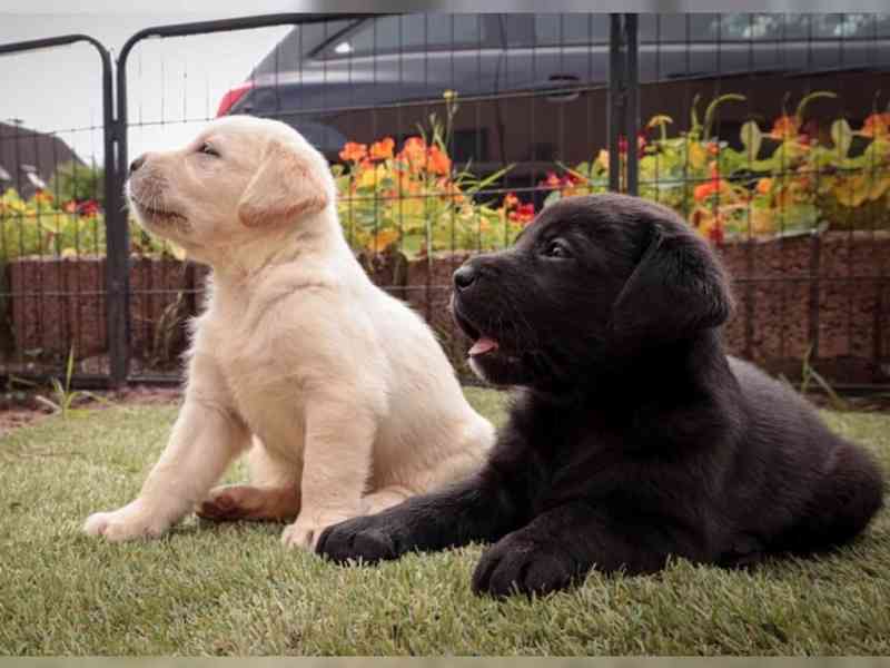 Labradorský retriever štěně FCI (Labrador retrívr) - foto 2