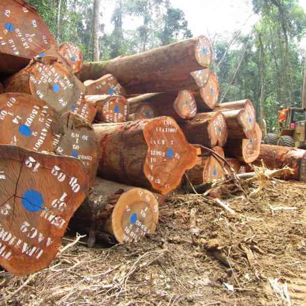 Timbars in Africa  uganda  - foto 6