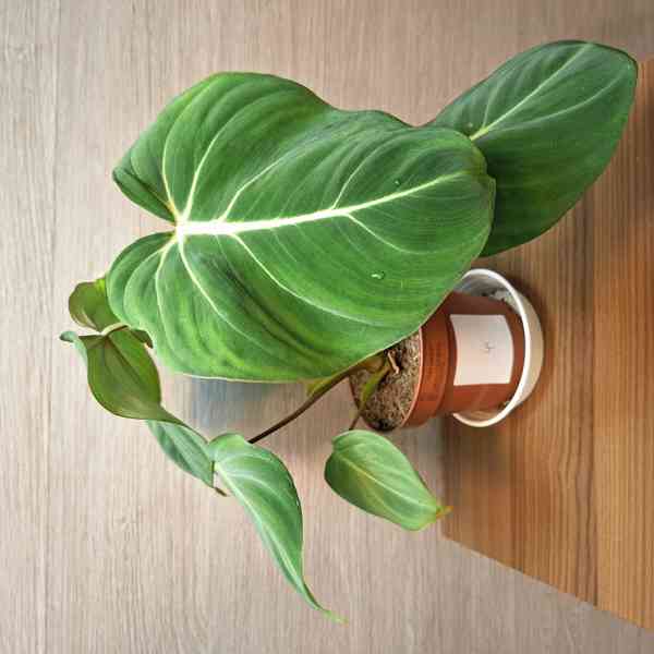 Philodendron Gloriosum - foto 4