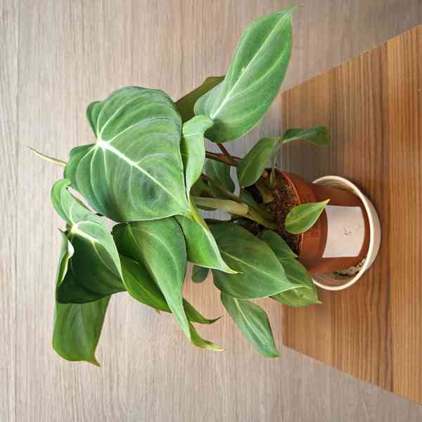 Philodendron Gloriosum - foto 5
