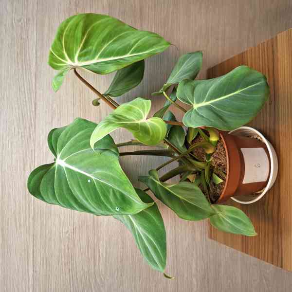 Philodendron Gloriosum - foto 6