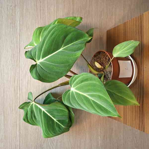 Philodendron Gloriosum - foto 2