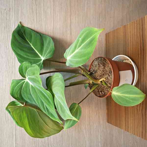 Philodendron Gloriosum - foto 3