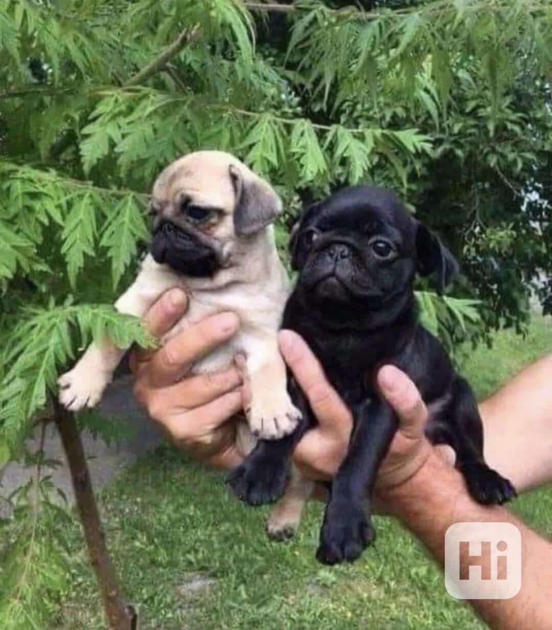 Štěňata mopsů registrovaná v KC - foto 1