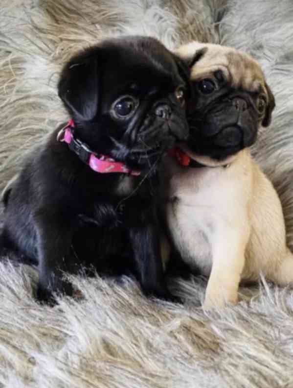 Štěňata mopsů registrovaná v KC - foto 2