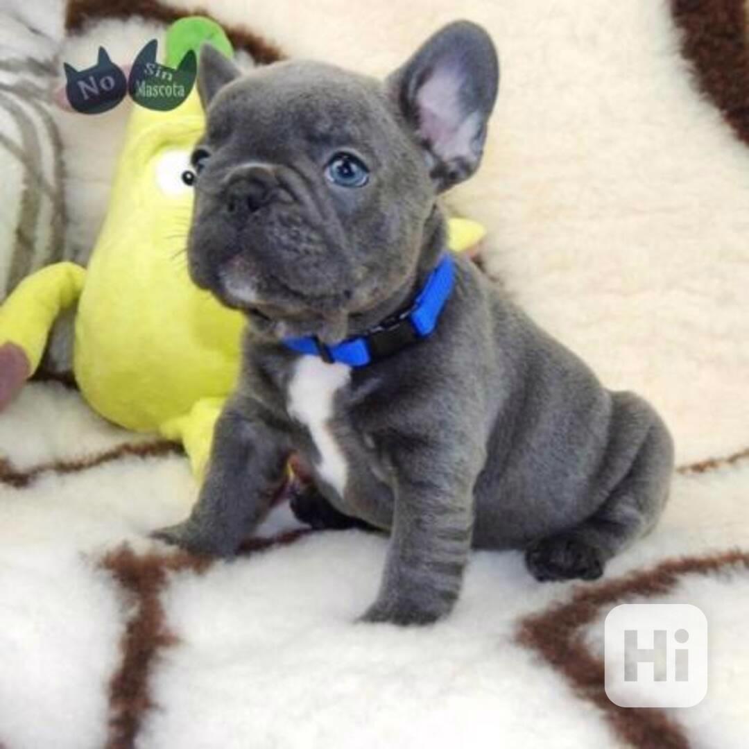 Štěňata francouzského buldočka Larry a Ketty - foto 1