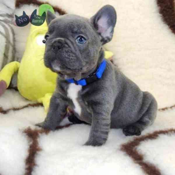 Štěňata francouzského buldočka Larry a Ketty - foto 1