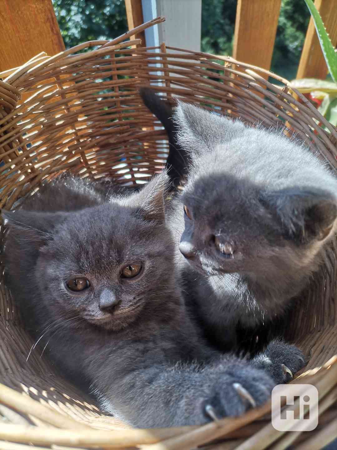 Britská Modrá - POSLEDNÍ KOTĚ - foto 1