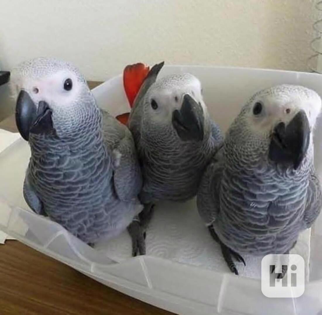 Ručně krmení a doma odchovaní papoušci šedí papoušci - foto 1