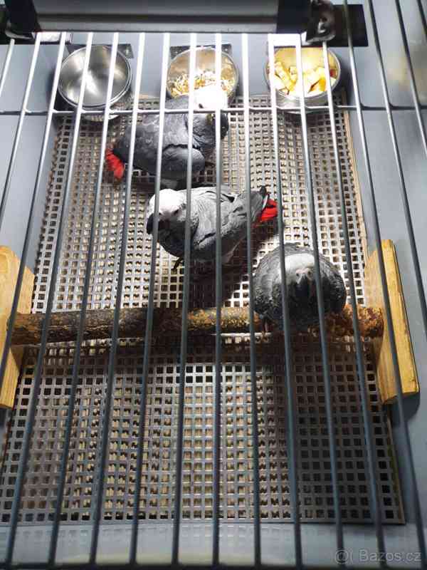 Ručně krmení a doma odchovaní papoušci šedí papoušci - foto 2