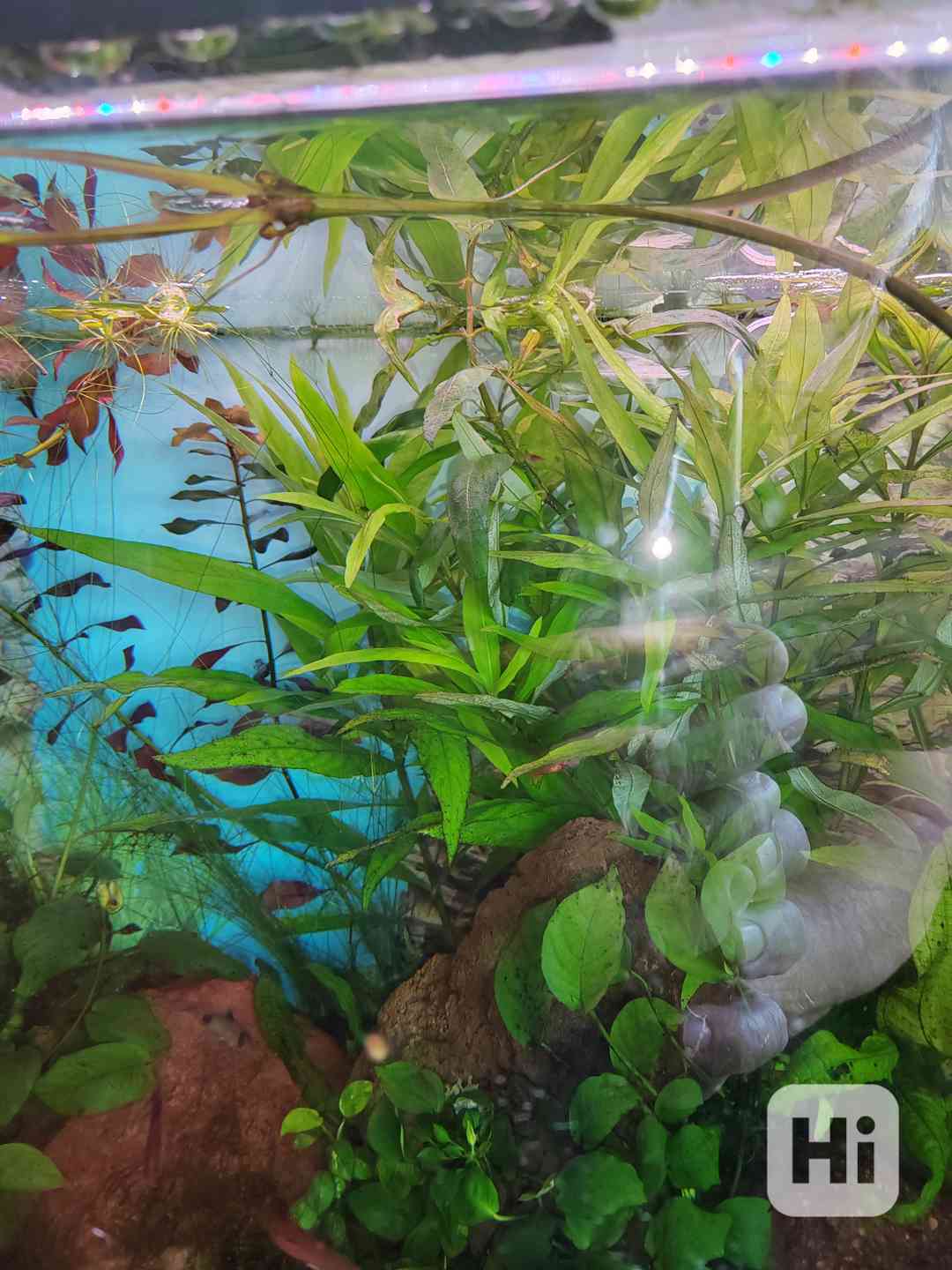 Akvarijní  rostliny - foto 1