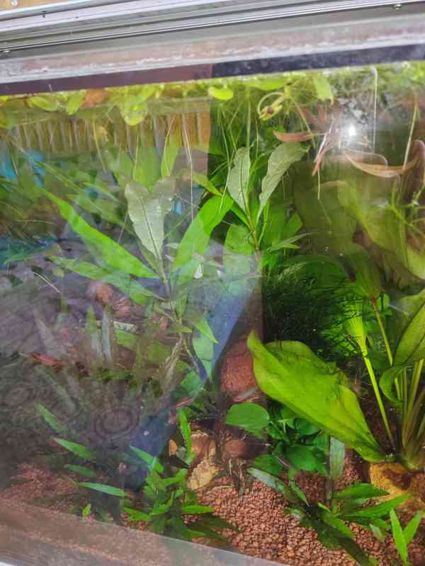 Akvarijní  rostliny - foto 3