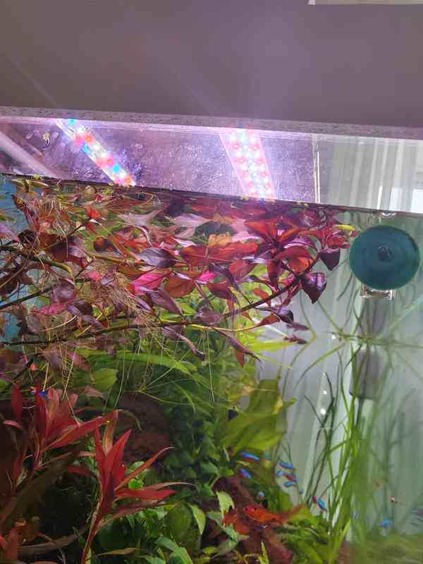 Akvarijní  rostliny - foto 4