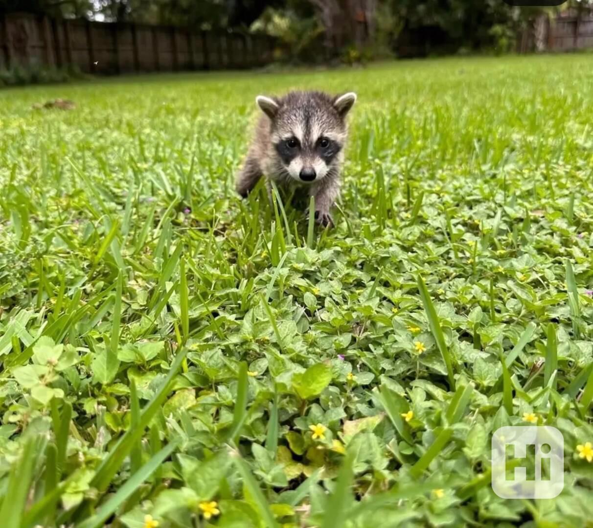 Mláďata mývala k dispozici - foto 1