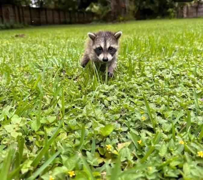 Mláďata mývala k dispozici - foto 1